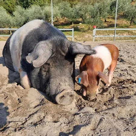 Alloggio per agriturismo Laghel7 Agritur