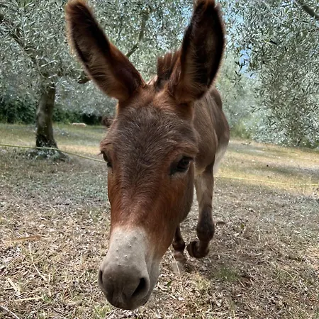 Laghel7 Agritur Alloggio per agriturismo